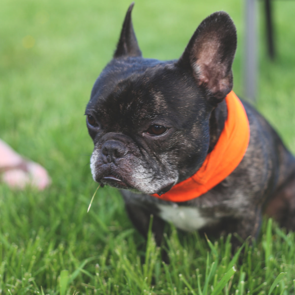 Good Dog Bandana / Color-Blaze