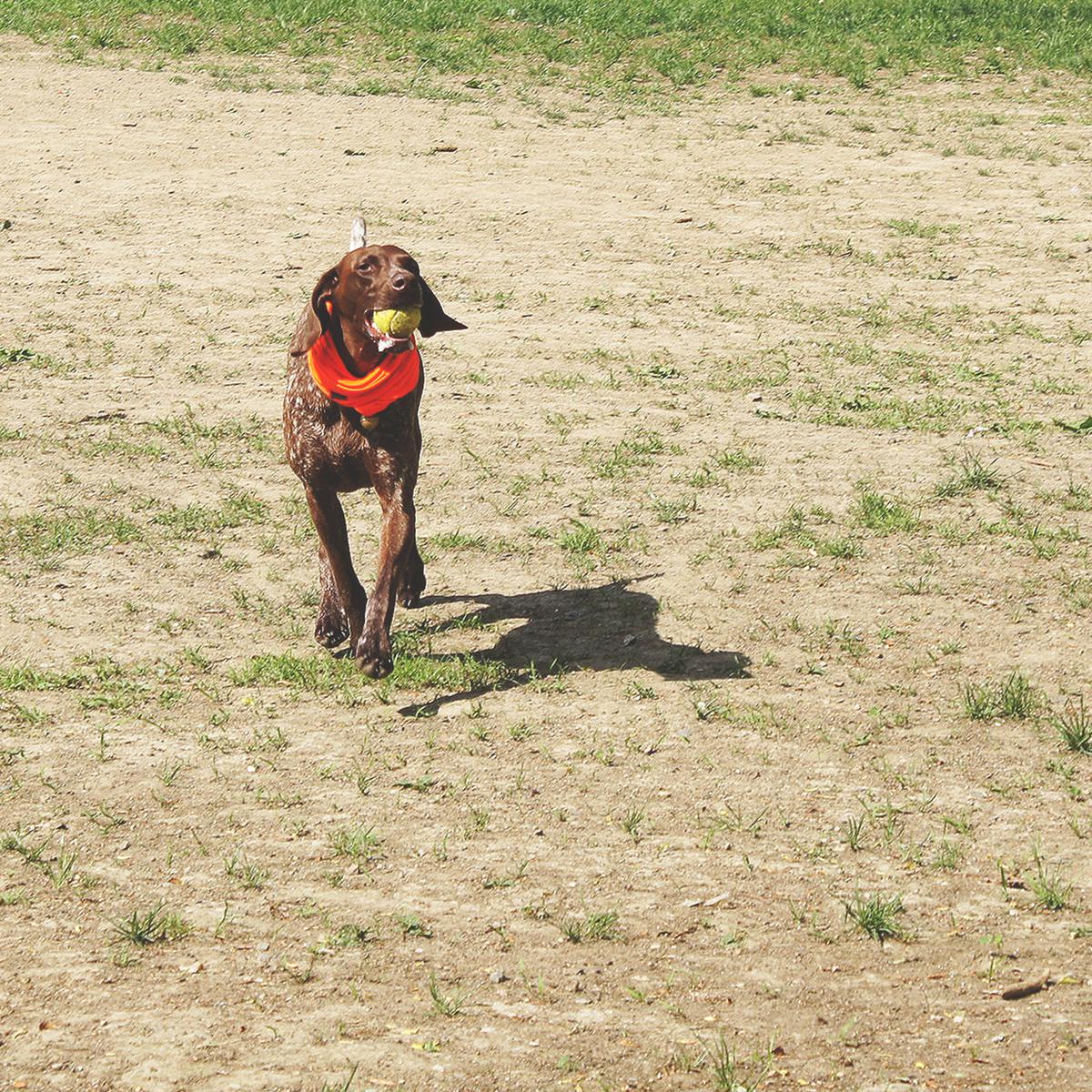 Good Dog Bandana / Color-Blaze