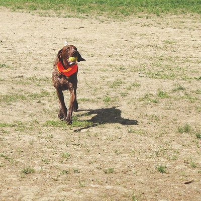 Good Dog Bandana / Color-Blaze